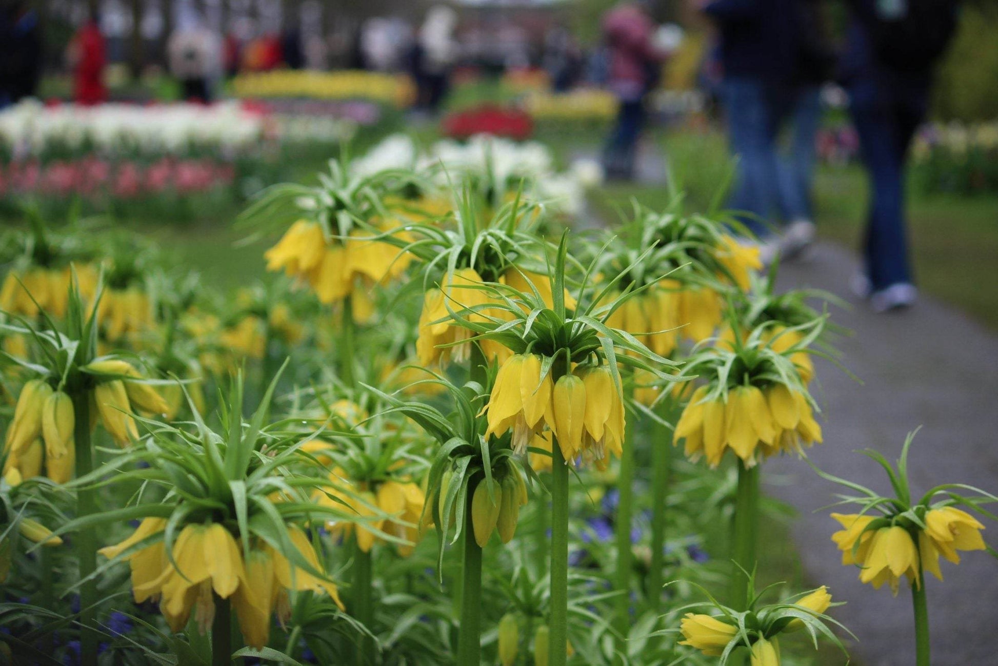 Kievitsbloem (Fritillaria) 'Yellow Beauty'