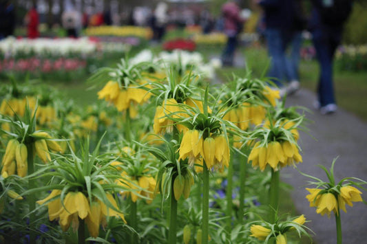 Kievitsbloem (Fritillaria) 'Yellow Beauty'