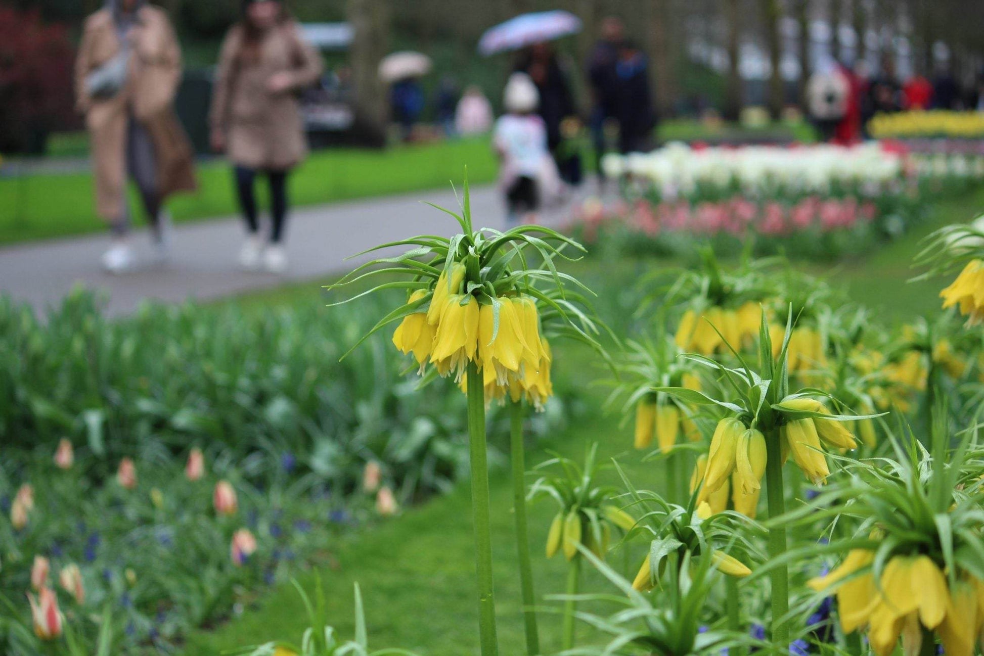Kievitsbloem (Fritillaria) 'Yellow Beauty'