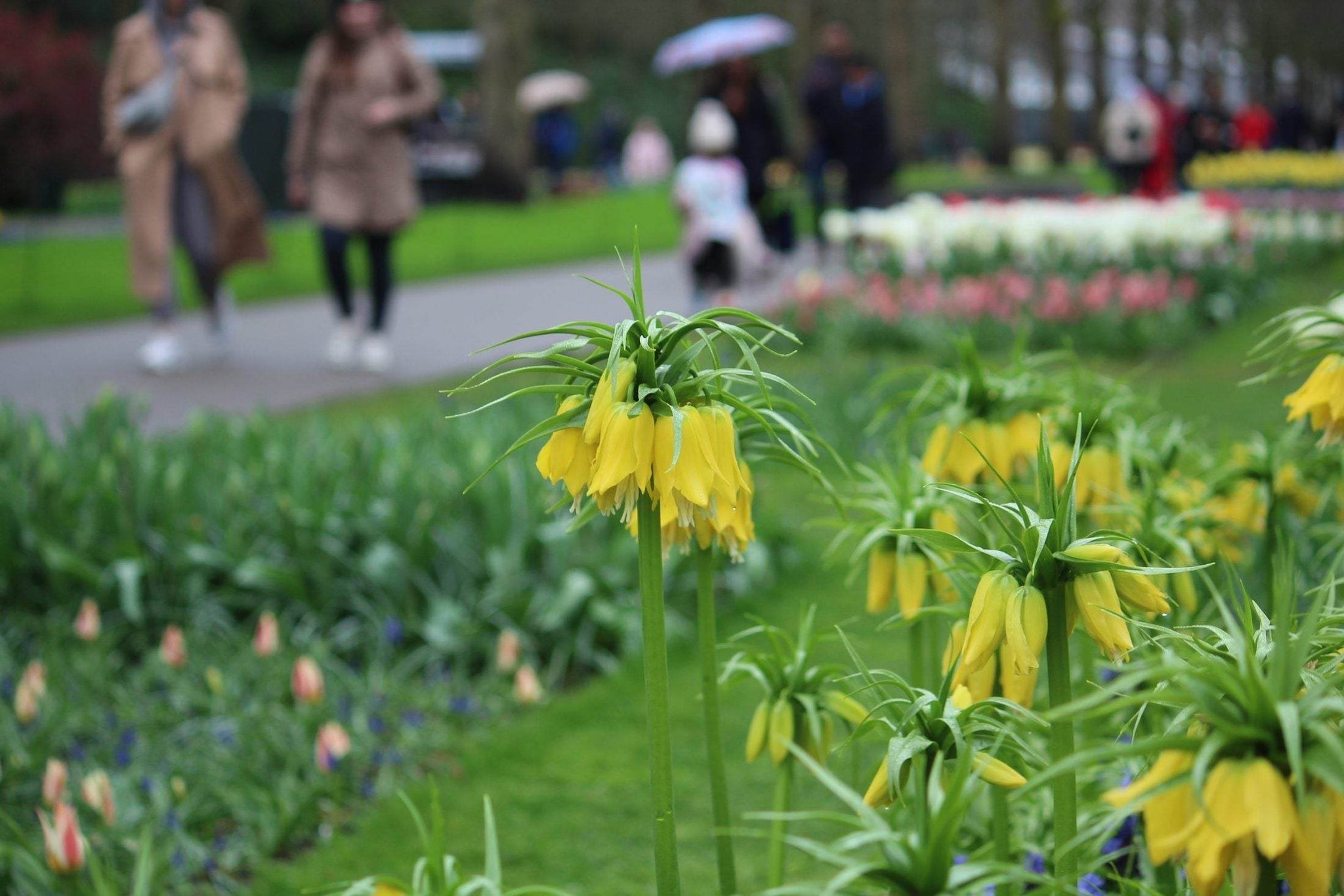 Kievitsbloem (Fritillaria) 'Yellow Beauty'