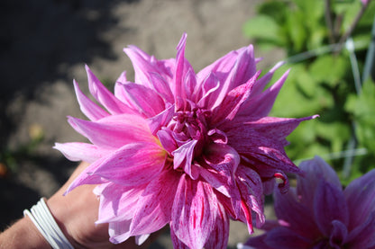 Dahlia 'Labyrinth Twotone'