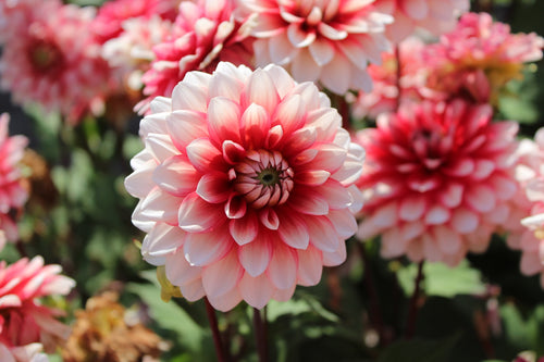 Dahlia 'Larry Love'