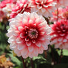 Dahlia 'Larry Love'