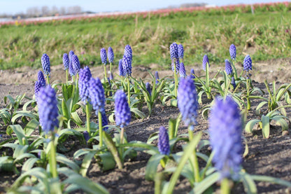 Muscari bling bling