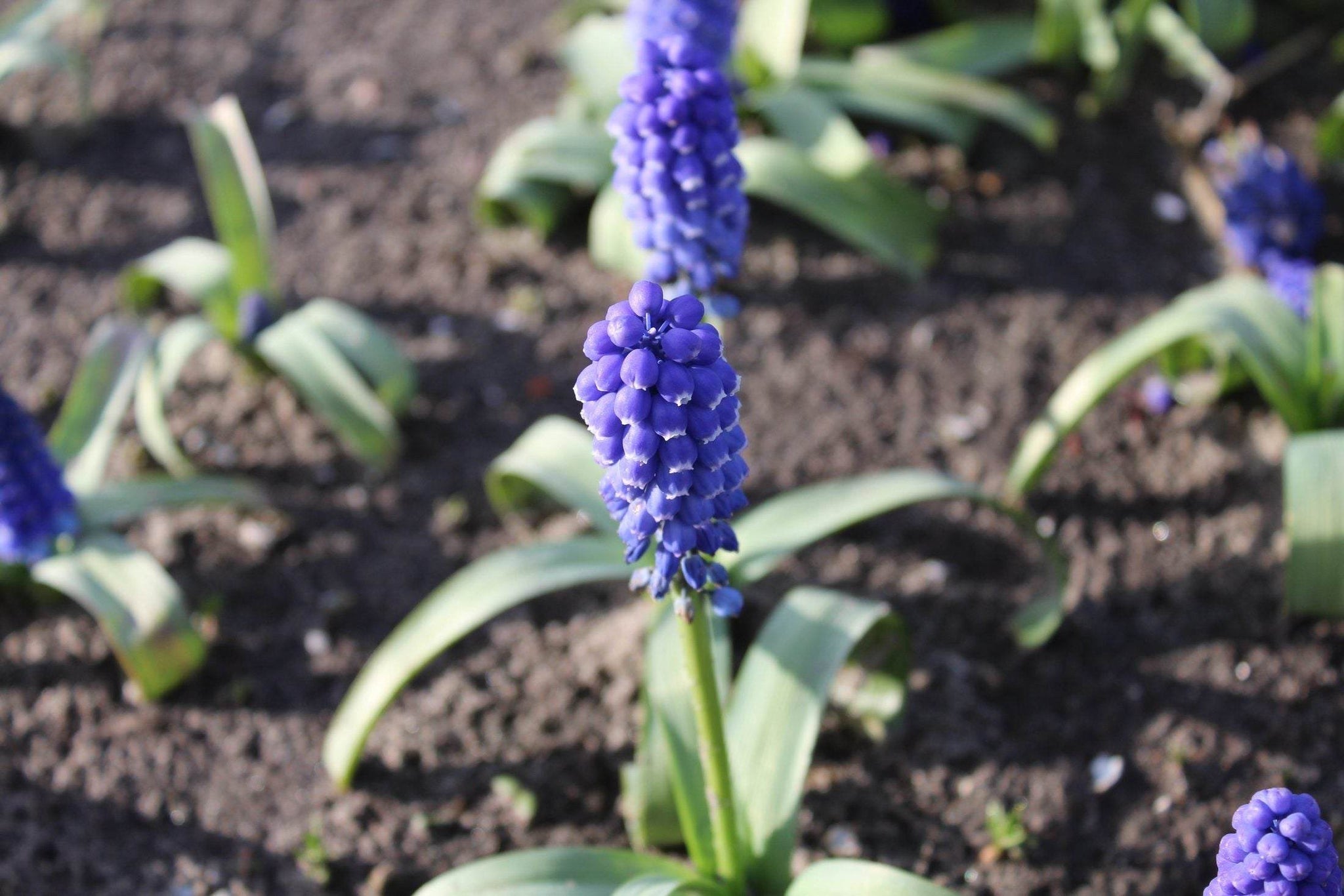 Muscari bling bling
