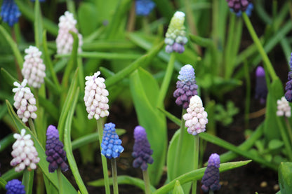 Muscari Collection 25 Bulbs