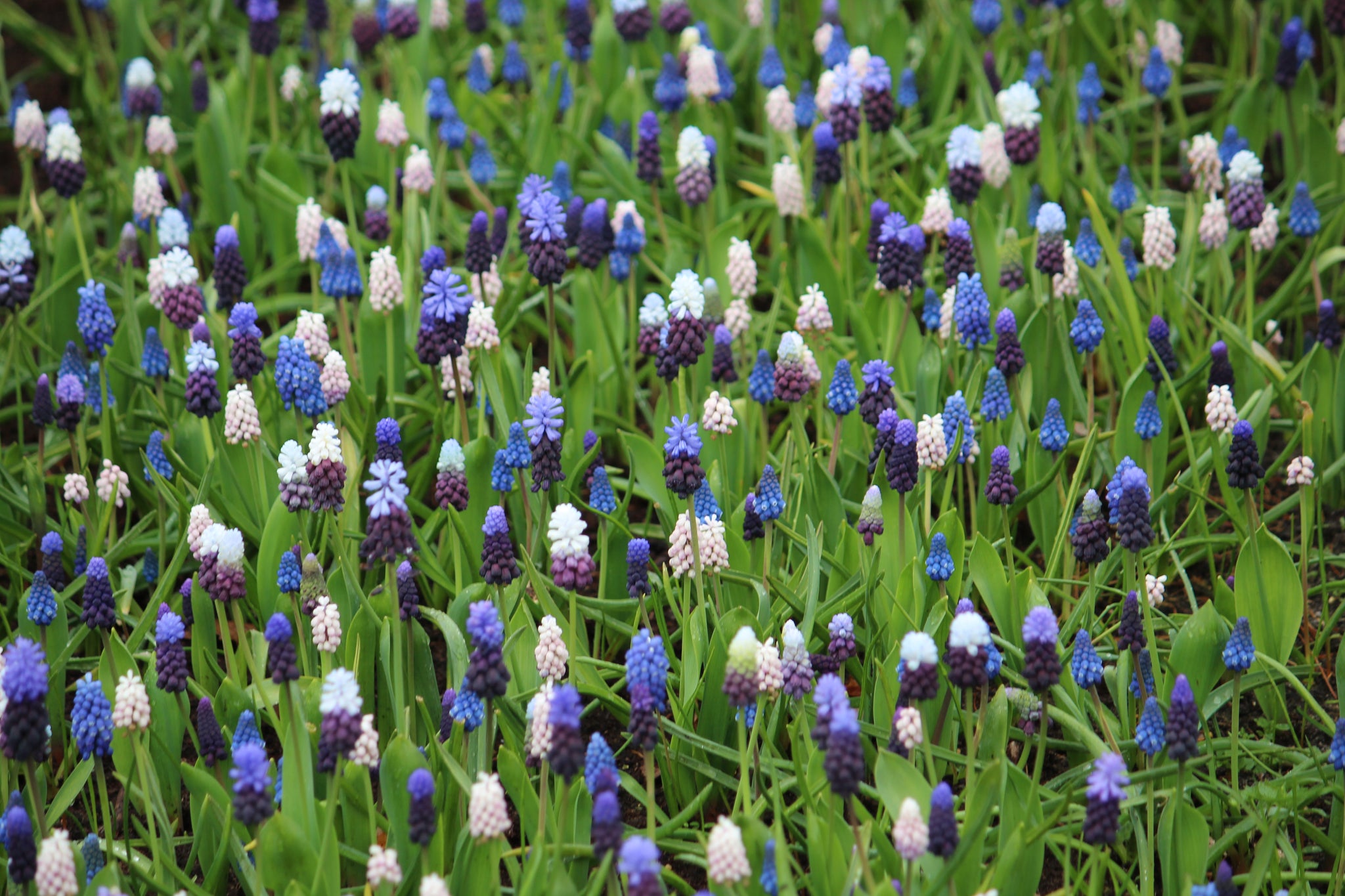 Muscari Collection 25 Bulbs