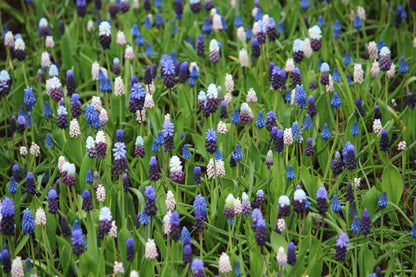 Muscari Collection 25 Bulbs