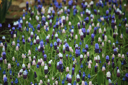 Muscari Collection 25 Bulbs