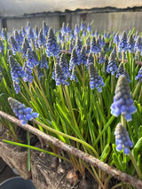 Muscari armeniacum