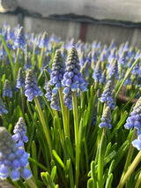 Muscari armeniacum