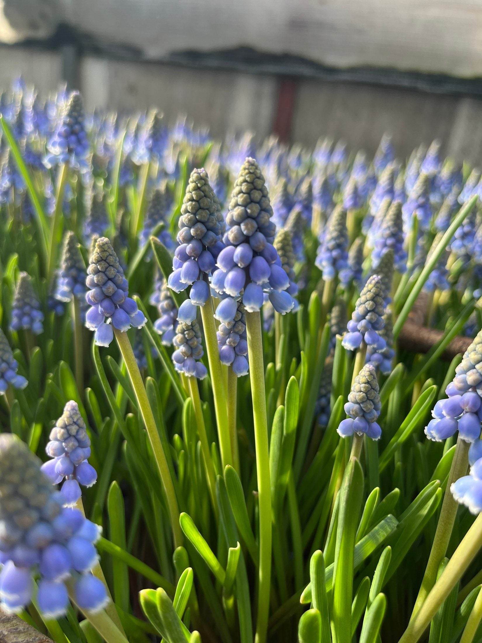 Muscari armeniacum