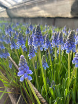 Muscari armeniacum