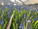 Muscari armeniacum