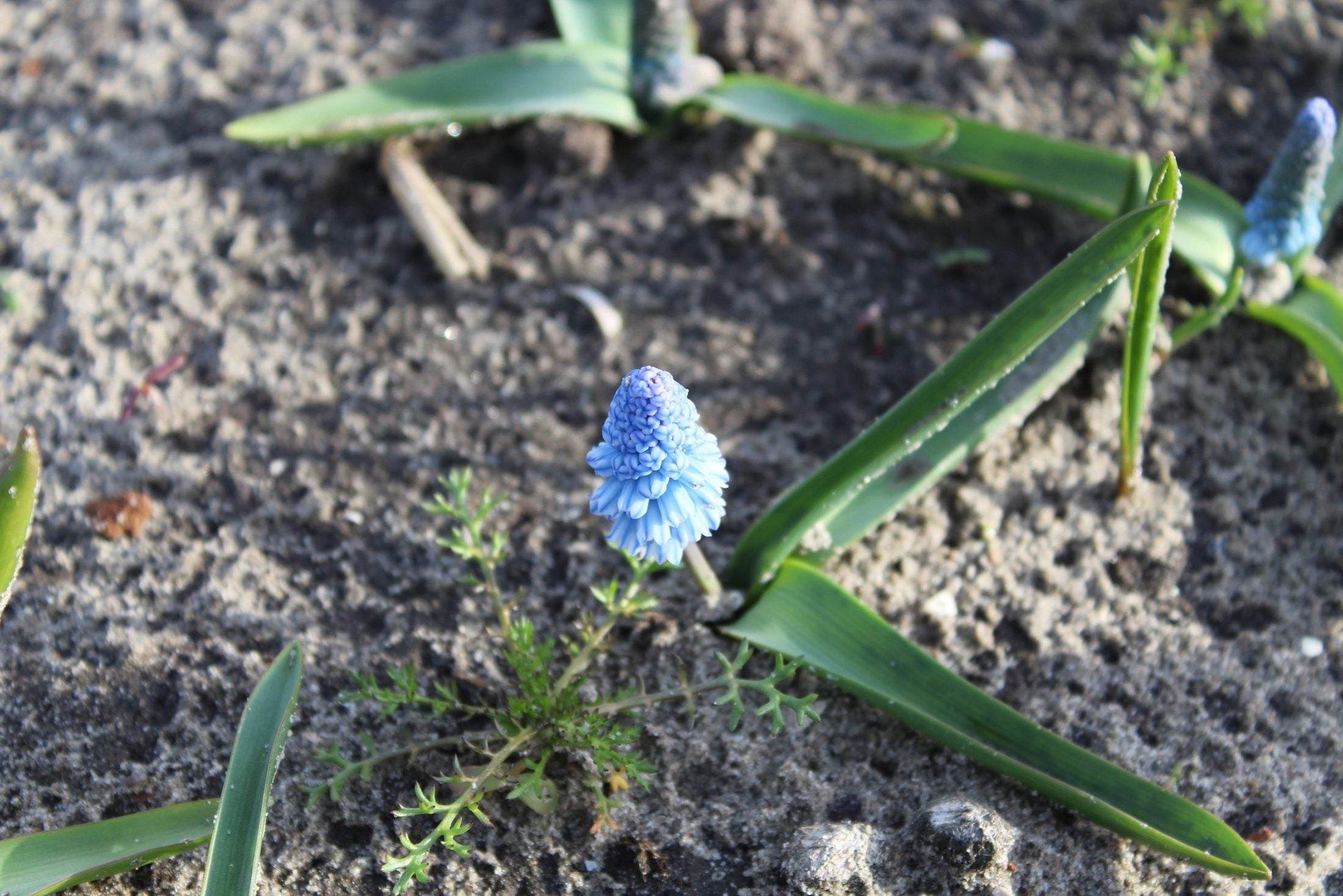 Muscari azureum