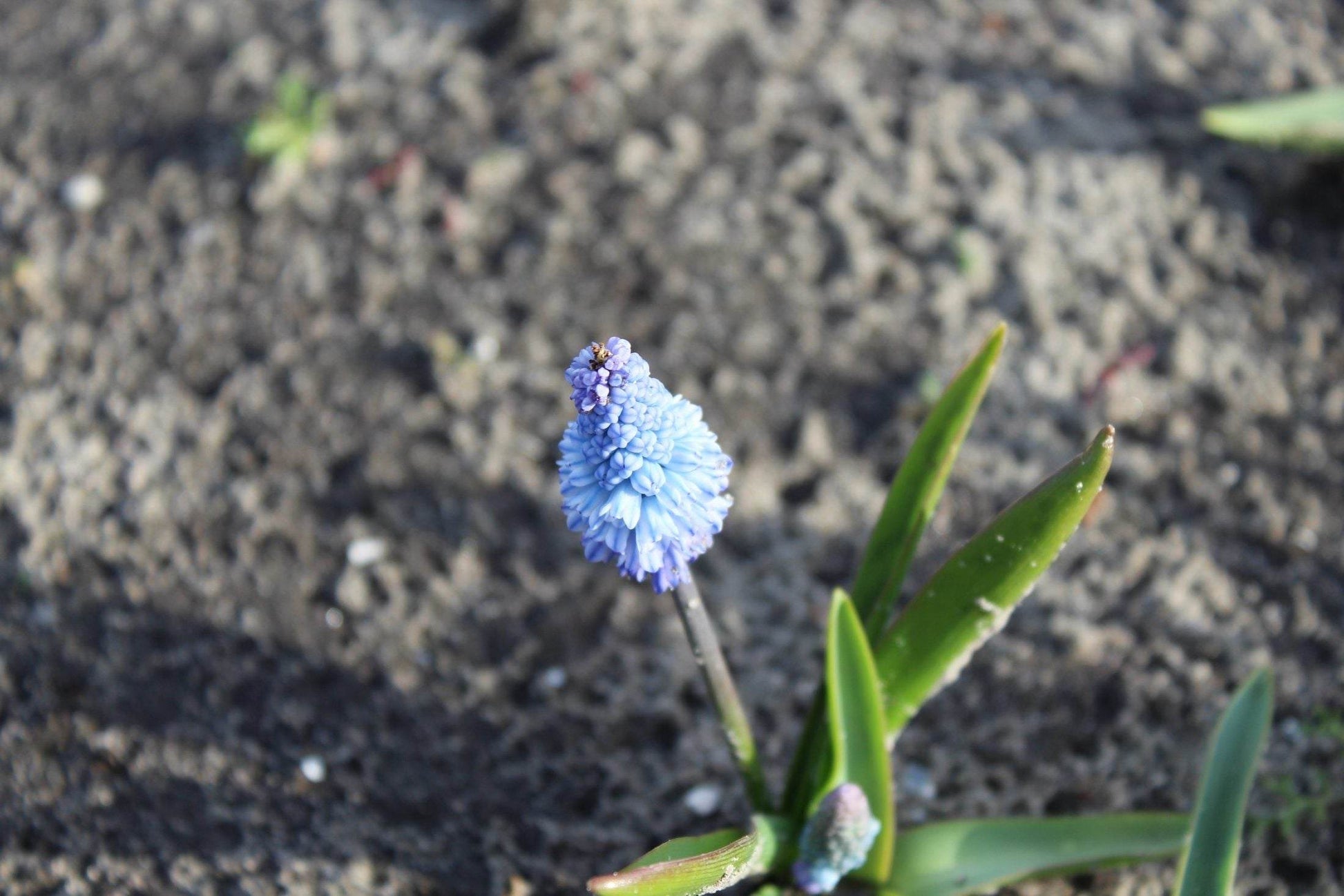 Muscari azureum