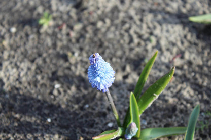 Muscari azureum