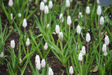 Muscari botryoides 'Album'