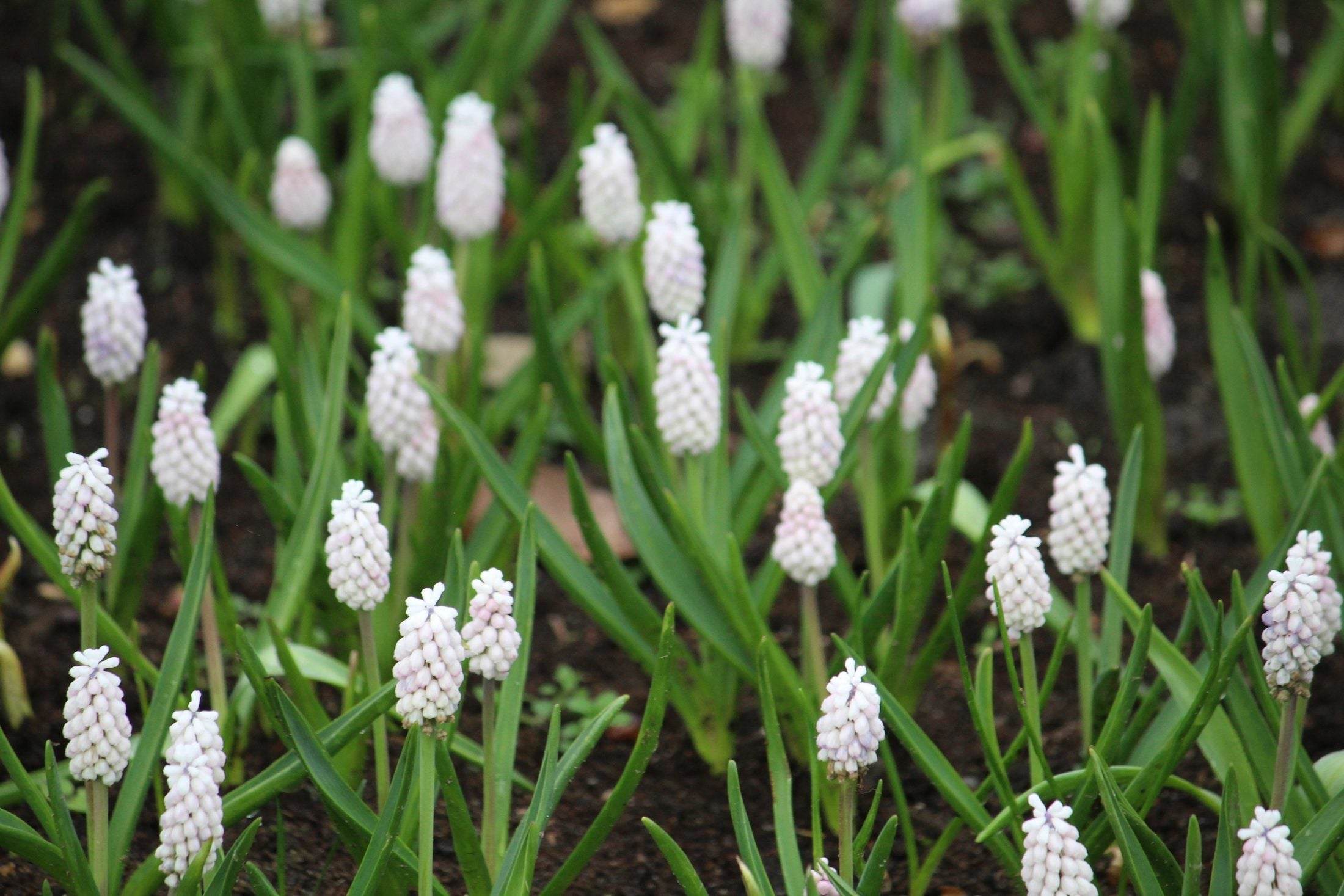 Muscari botryoides 'Album'