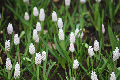 Muscari White Spear