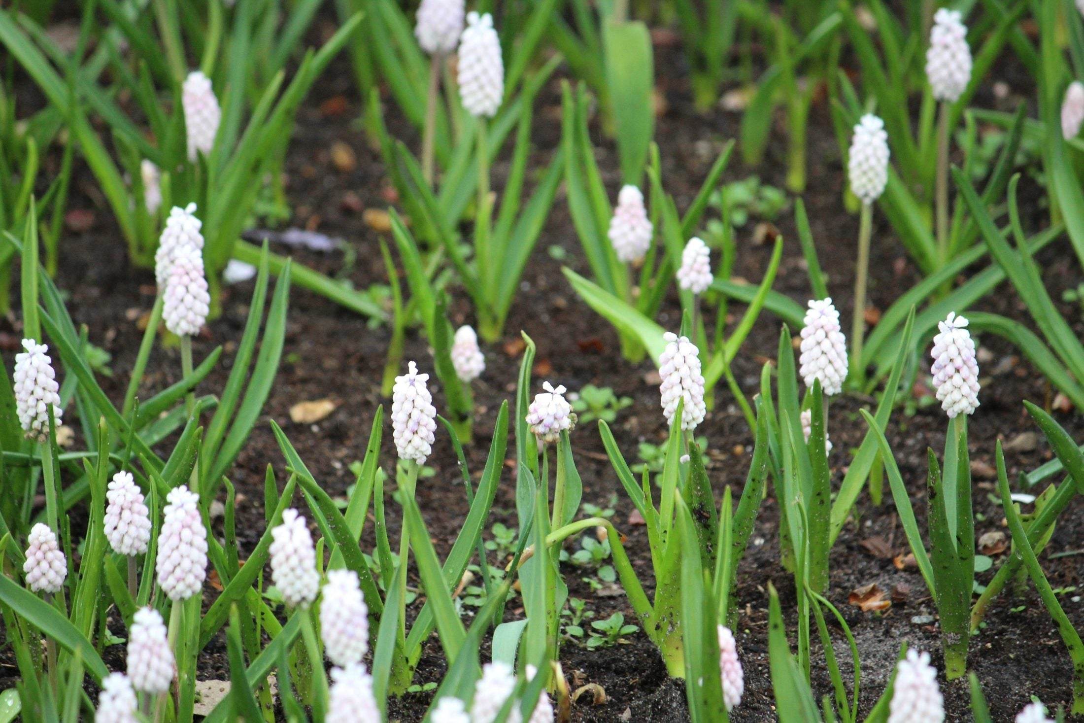 Muscari botryoides 'Album'