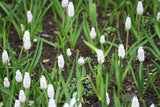 Muscari botryoides 'Album'