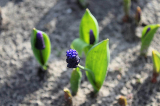 Muscari latifolium