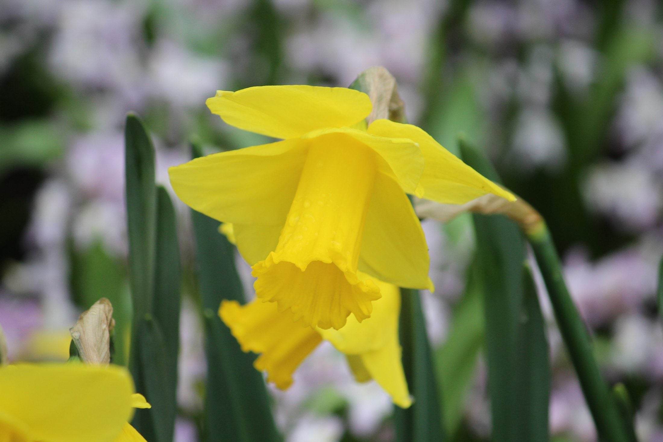 Narcissus 'Arkle'