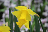 Narcissus 'Arkle'