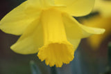 Narcissus 'Arkle'