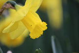 Narcissus 'Arkle'