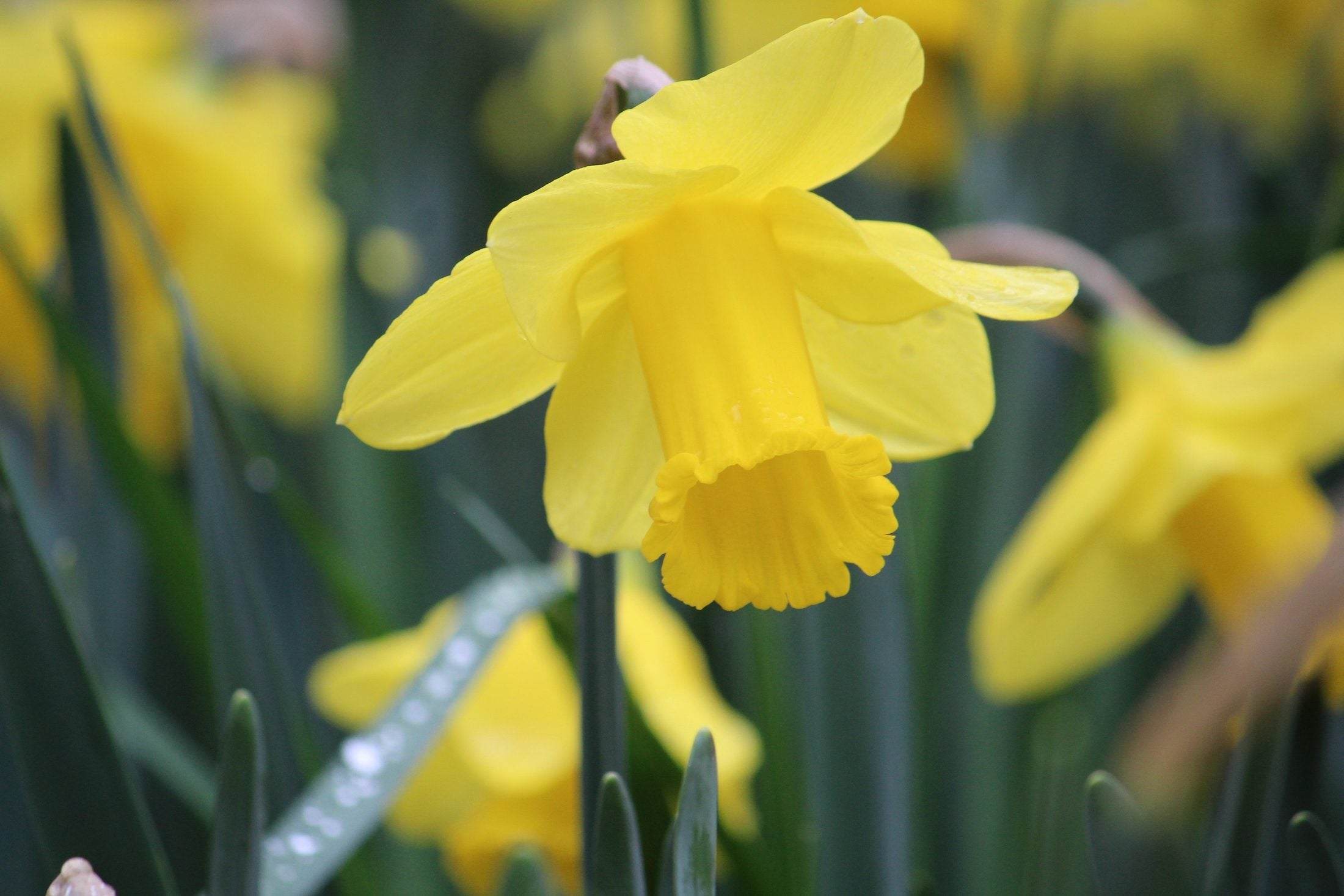 Narcissus 'Arkle'