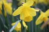 Narcissus 'Arkle'