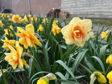 Narcissus 'Ascot'