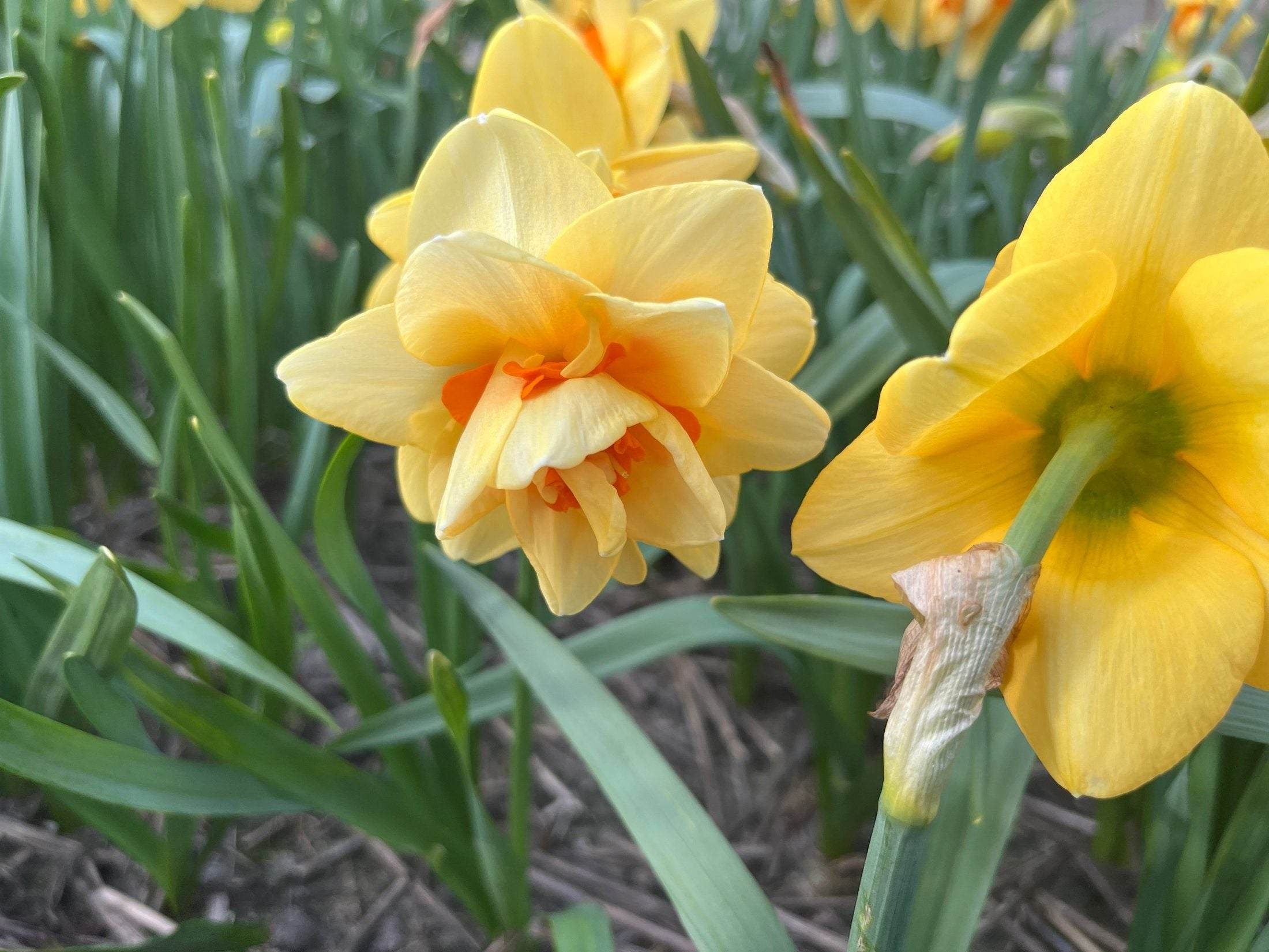 Narcissus 'Ascot'