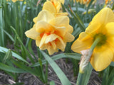 Narcissus 'Ascot'