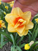 Narcissus 'Ascot'