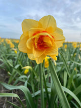 Narcissus 'Ascot'
