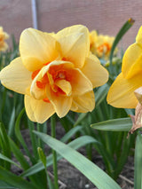 Narcissus 'Ascot'