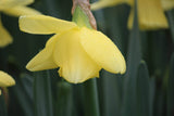 Narcissus 'Avalon'