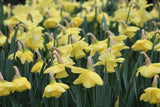 Narcissus 'Avalon'