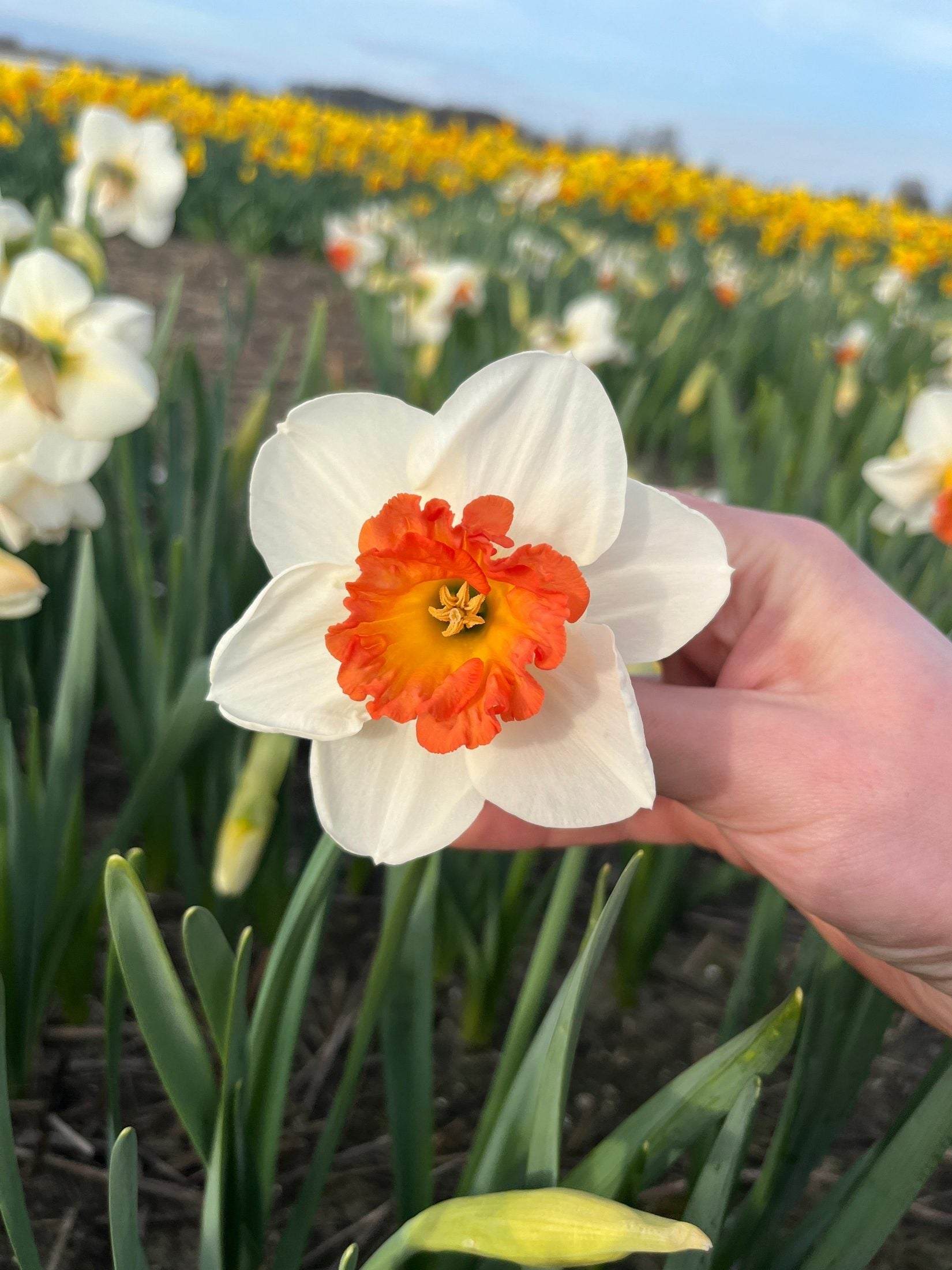 Narcissus 'Bella Vista'