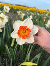 Narcissus 'Bella Vista'