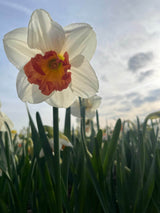 Narcissus 'Bella Vista'