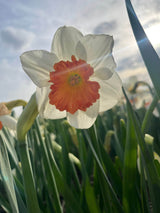 Narcissus 'Bella Vista'