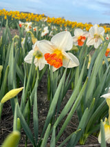 Narcissus 'Bella Vista'