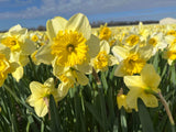 Narcissus 'Beowulf'