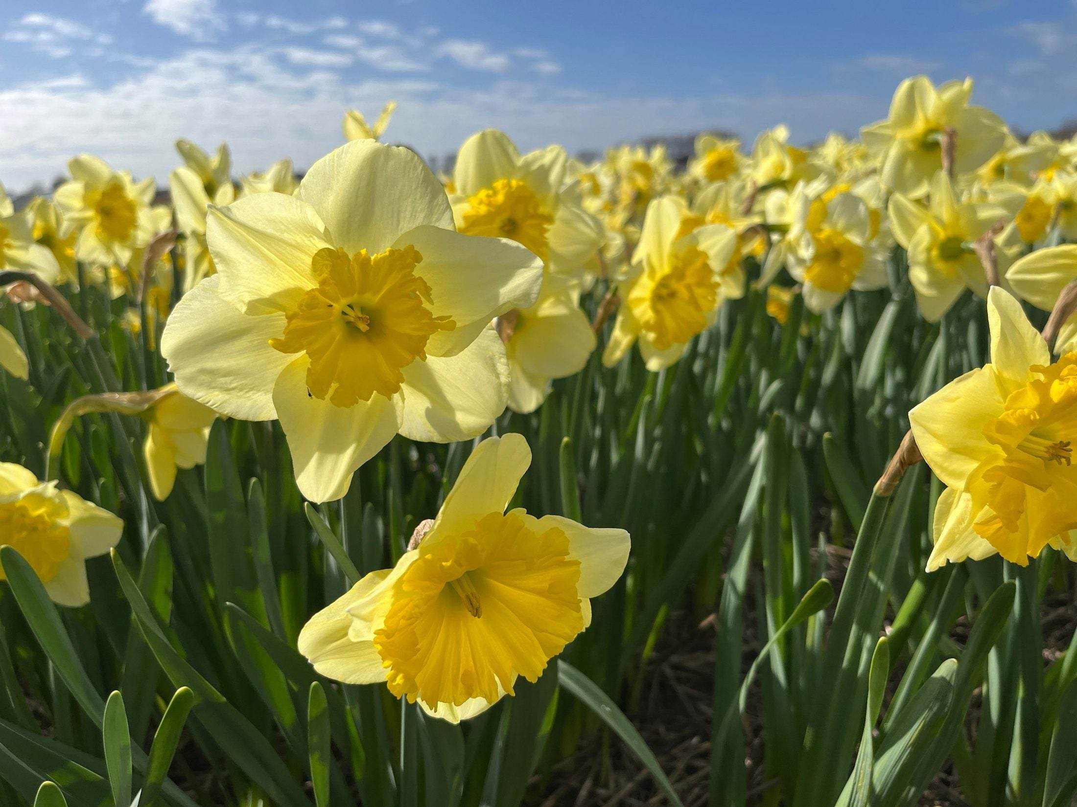 Narcissus 'Beowulf'