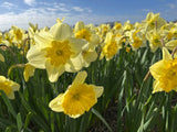 Narcissus 'Beowulf'