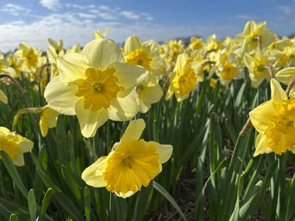 Narcissus 'Beowulf'